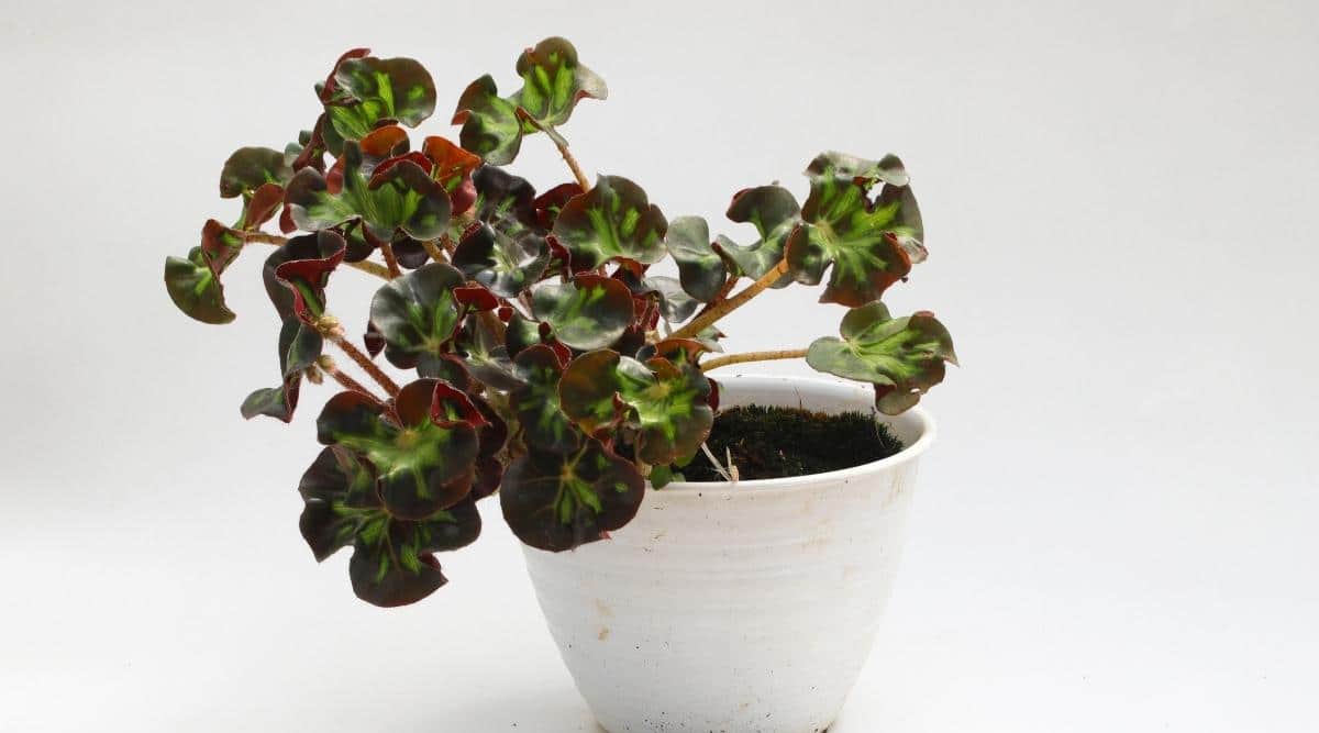Begonia 'Catedral'