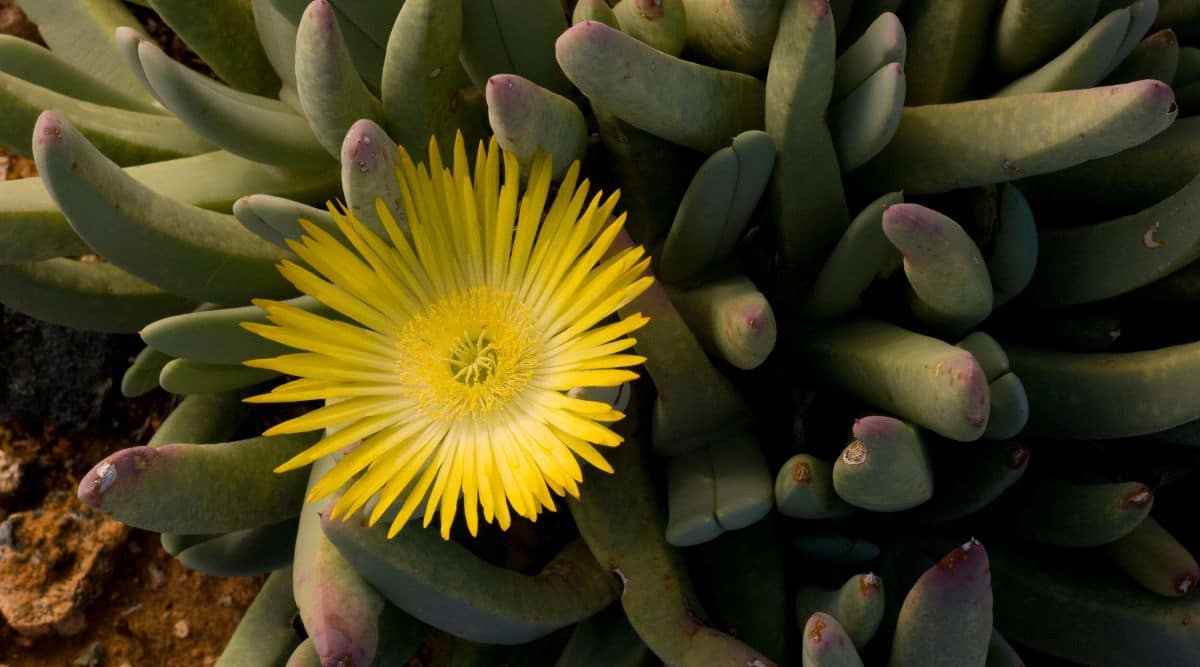 Flor amarilla de la pinza de langosta suculenta