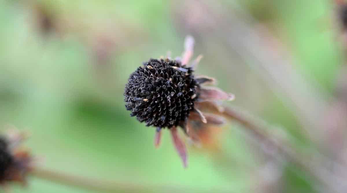 Cabeza de semilla de floración seca