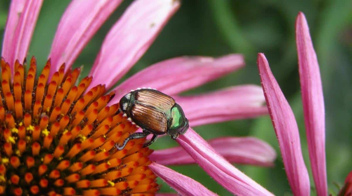 Escarabajo japonés en flor