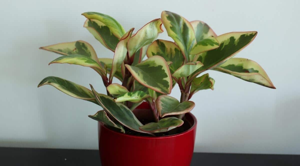 Planta de interior con hojas verdes, crema y rojas