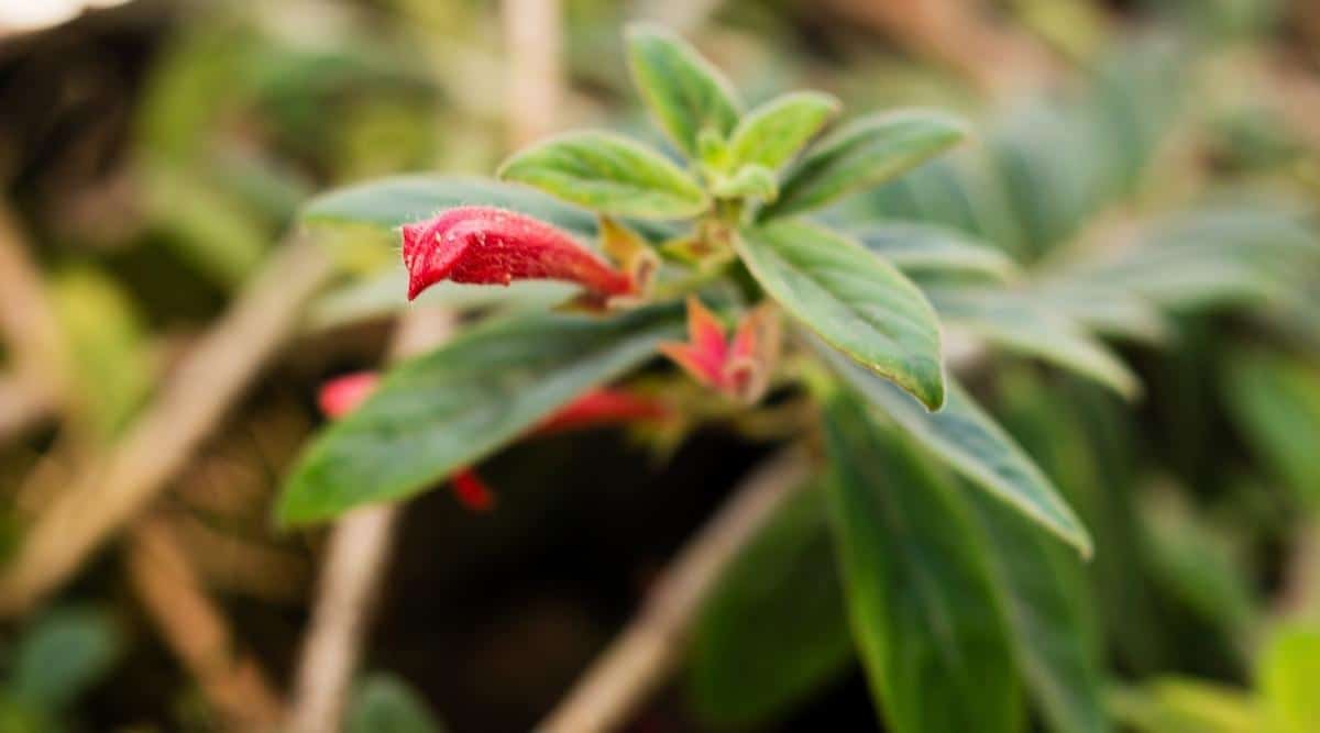 Flores rojas en una Peperomia de Panamá