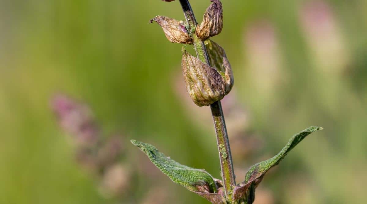 Salvia afectada por pulgón
