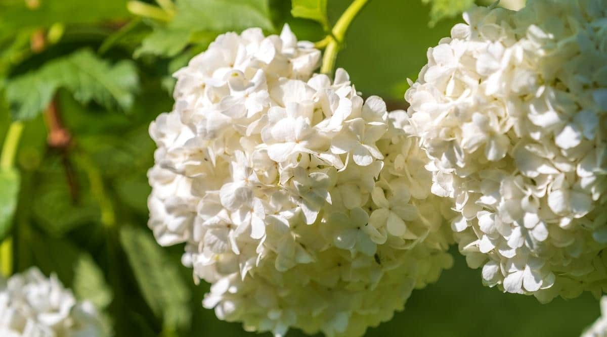 Flores blancas lisas que cuelgan bajas