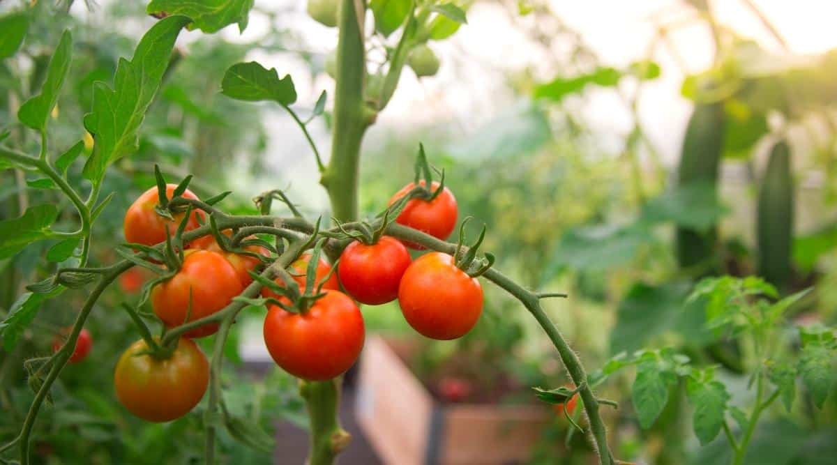 Madurar los tomates en un invernadero