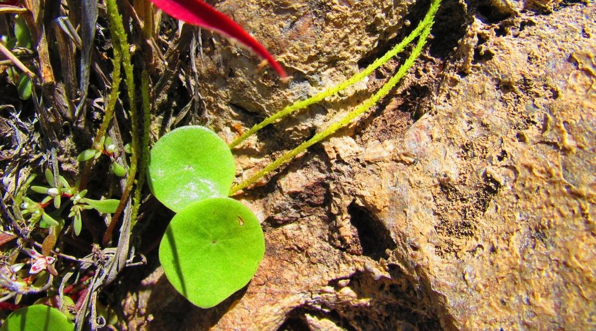 Planta trepadora con hojas redondas que crecen en estado salvaje