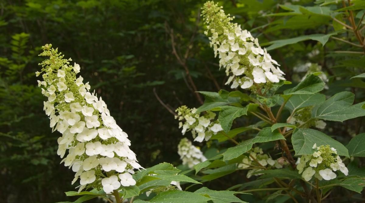 Arbusto floreciente blanco en el jardín