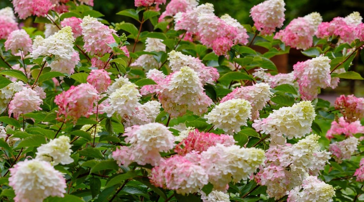 Hortensias blanco-rosadas que crecen en un arbusto