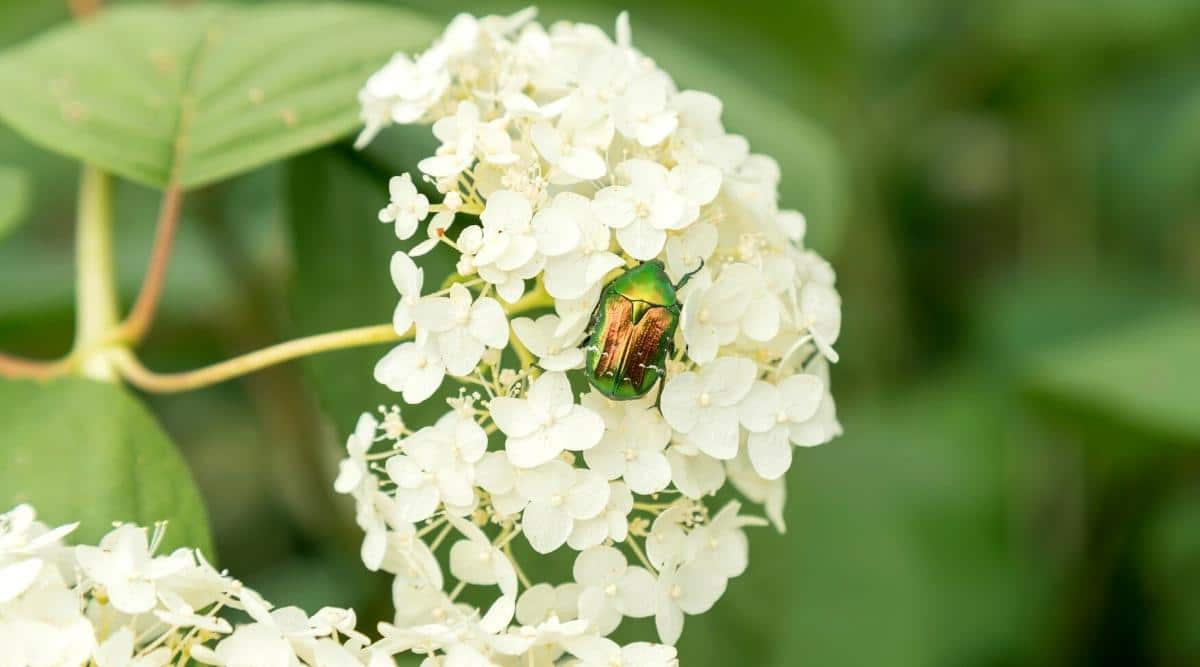 Escarabajo en arbusto en flor