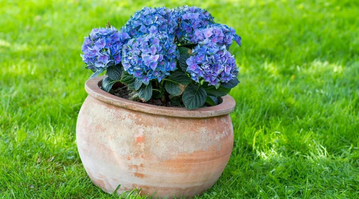 Planta con flores azules en contenedor