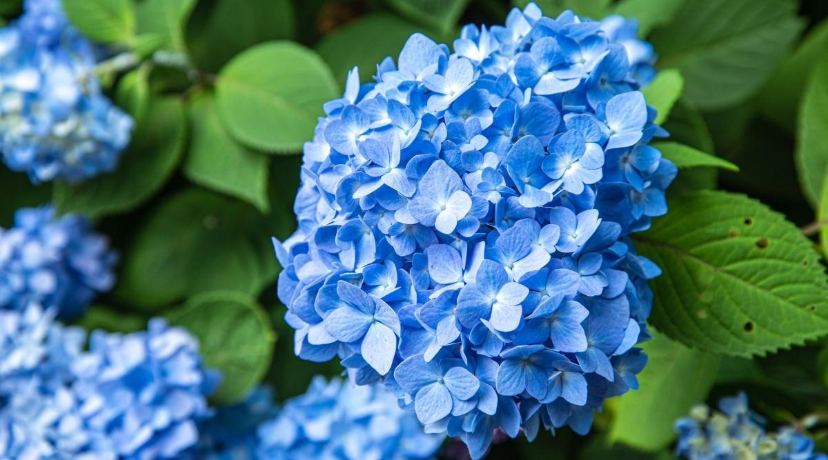 Planta con flores azules