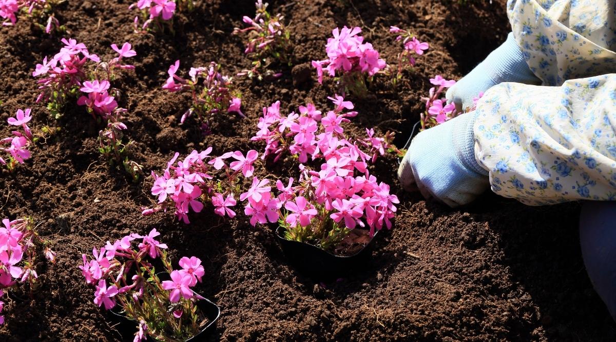 jardinero plantando flores Phlox