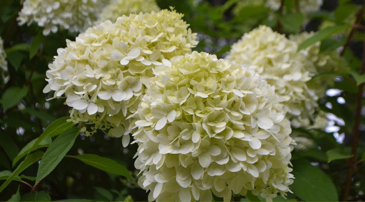 Panícula floreciente Hortensia 'Limelight' 