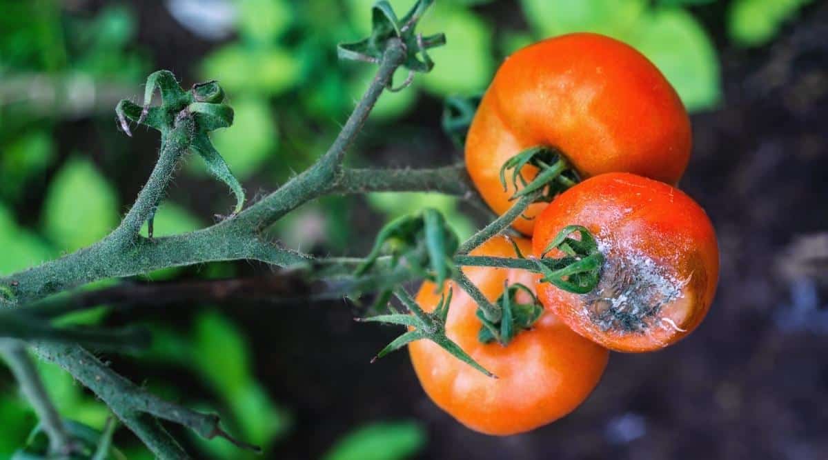 Frutos rojos con moho gris creciendo en ellos