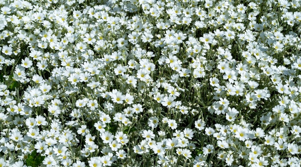 Manta Blanca de Cerastium tomentosum Flores