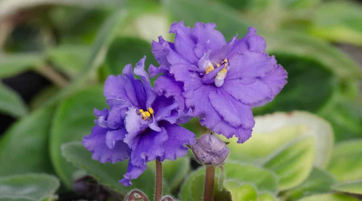 Cerca de flores violetas
