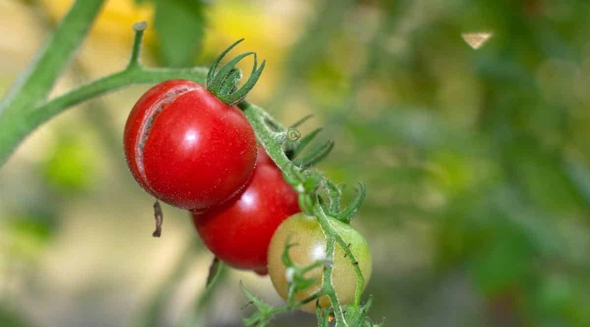Fruta de tomate agrietada en la vid