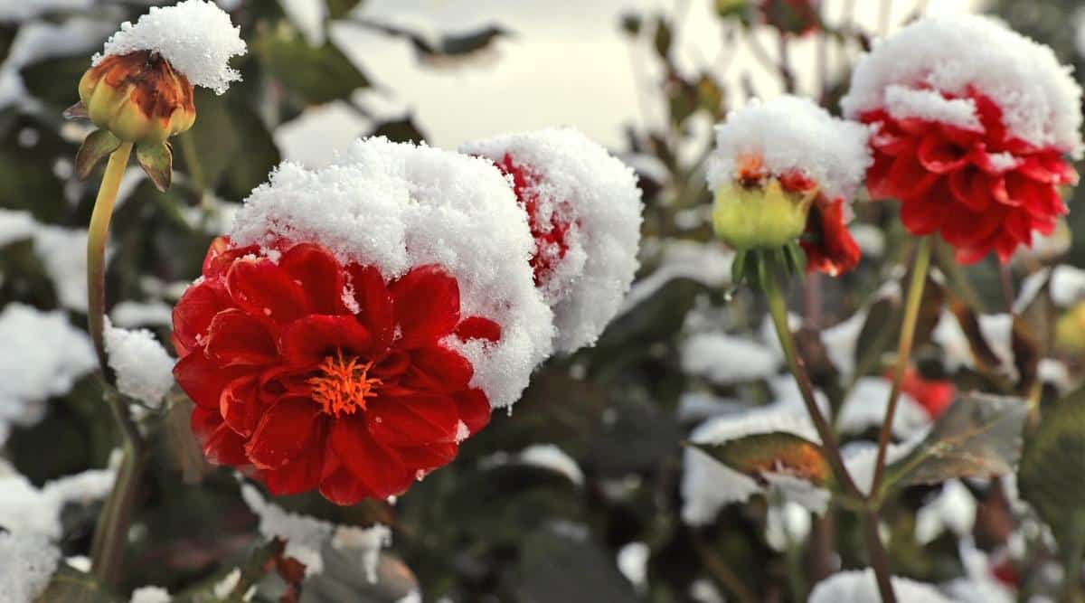 flores cubiertas de nieve