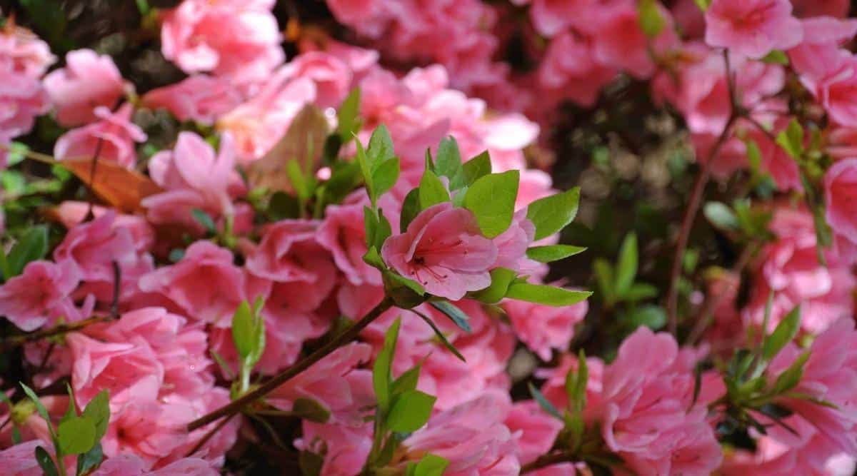 Luces eléctricas Flores dobles que crecen en un arbusto en el jardín.  Las flores son de color rosa claro, pero son un poco más sutiles y aireadas.