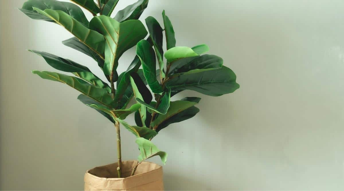 Planta Ficus Lyrata en maceta de papel