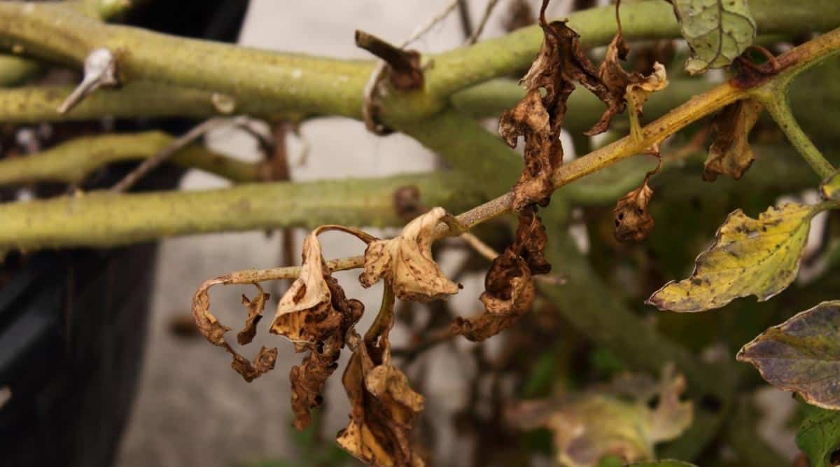 Hojas amarillas secas en el tallo de una planta vegetal