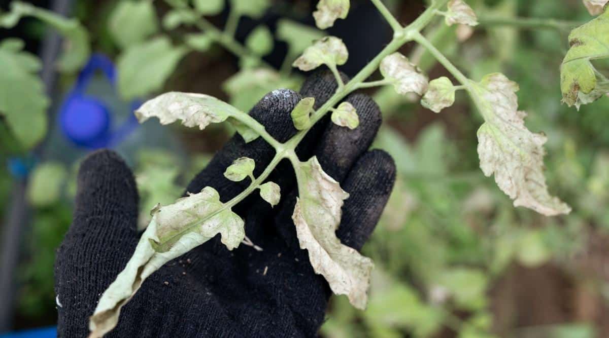 Mano enguantada de un jardinero sosteniendo el tallo de una planta vegetal enferma