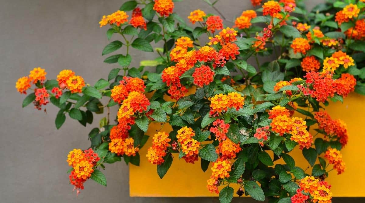Flores naranjas y amarillas brillantes que crecen en un contenedor de ventana
