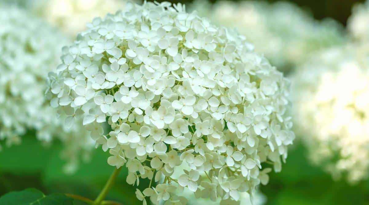 Blanco Hydrangea arborescens 'Annabelle' Flores Cerrar