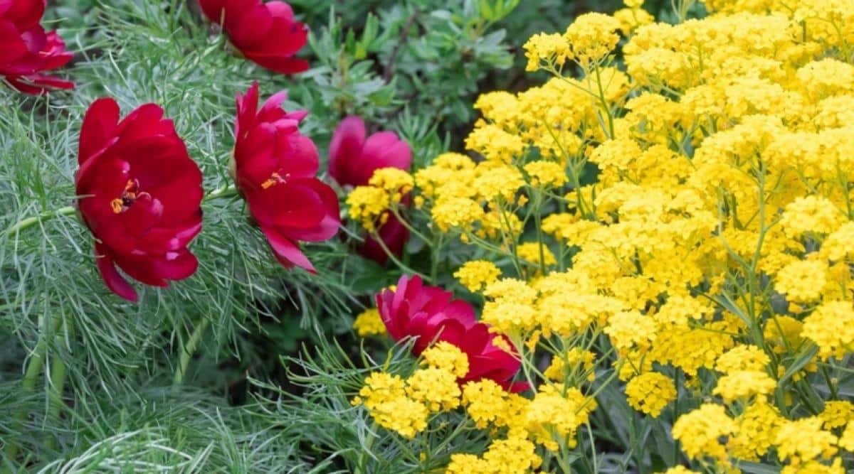 Grandes flores rojas plantadas con flores cortas de color amarillo brillante