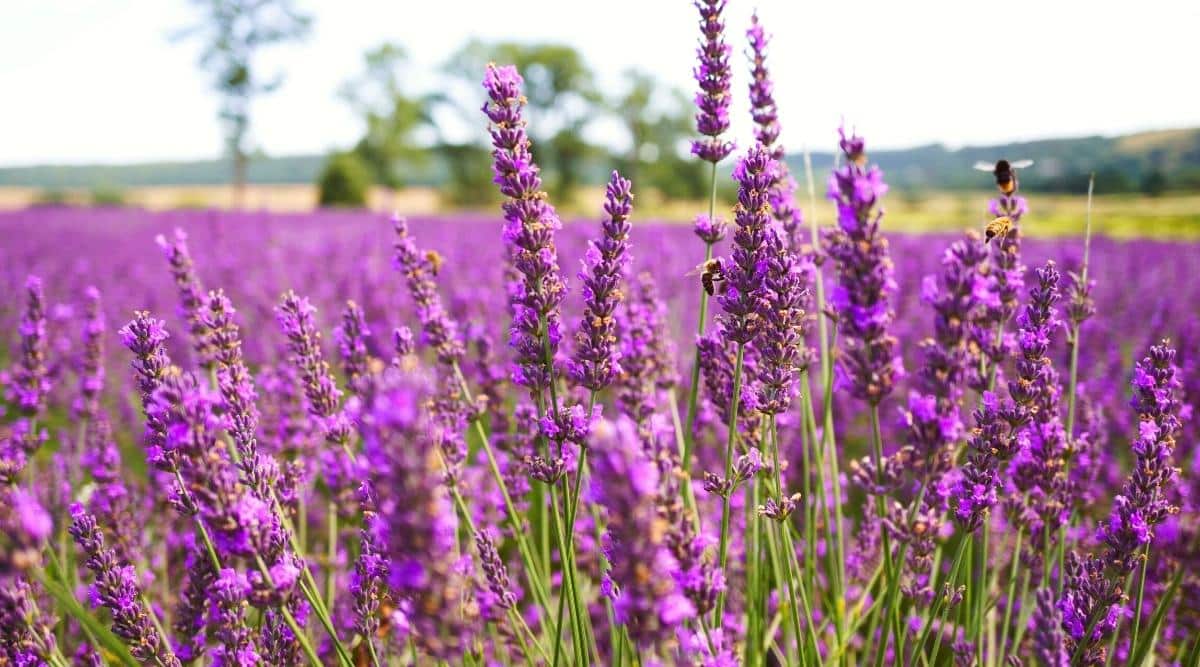 Los arbustos de flores púrpuras florecen en el campo
