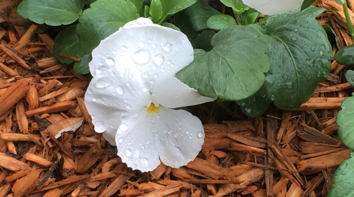 mantillo alrededor de una flor blanca