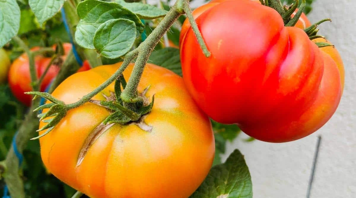 Fruta de tomate agrietada sobre maduración