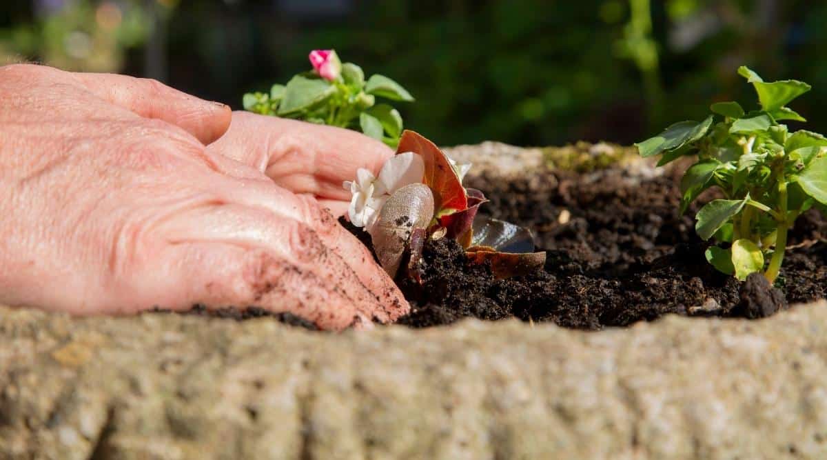 Plantar flores con compost