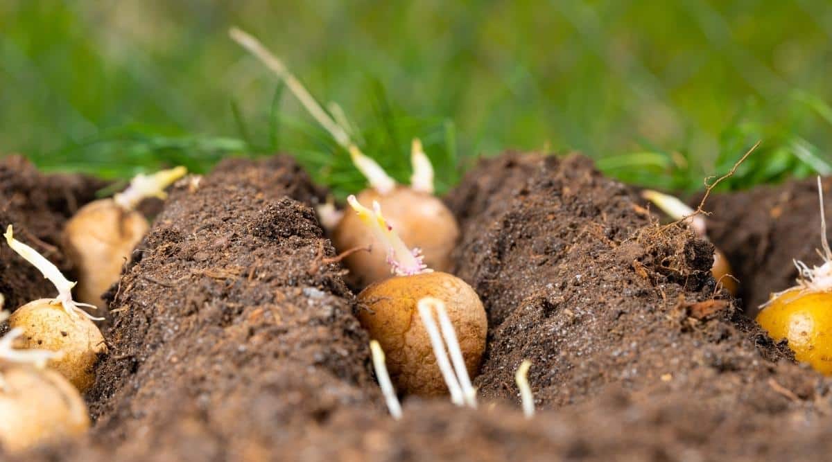 Plantar tubérculos en el suelo.