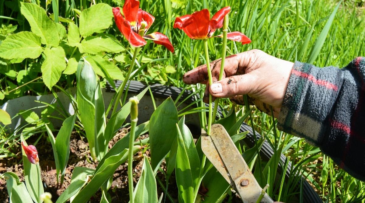 Jardinero podando cabezas de tulipanes descoloridos