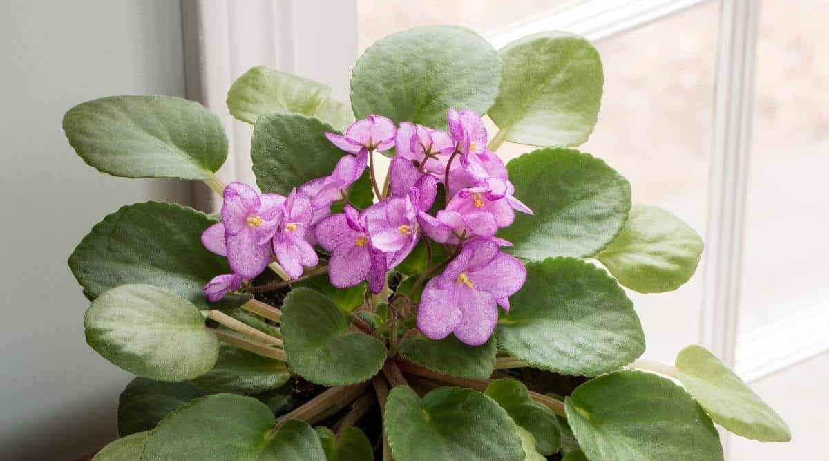 Flores púrpuras que florecen en la planta de interior