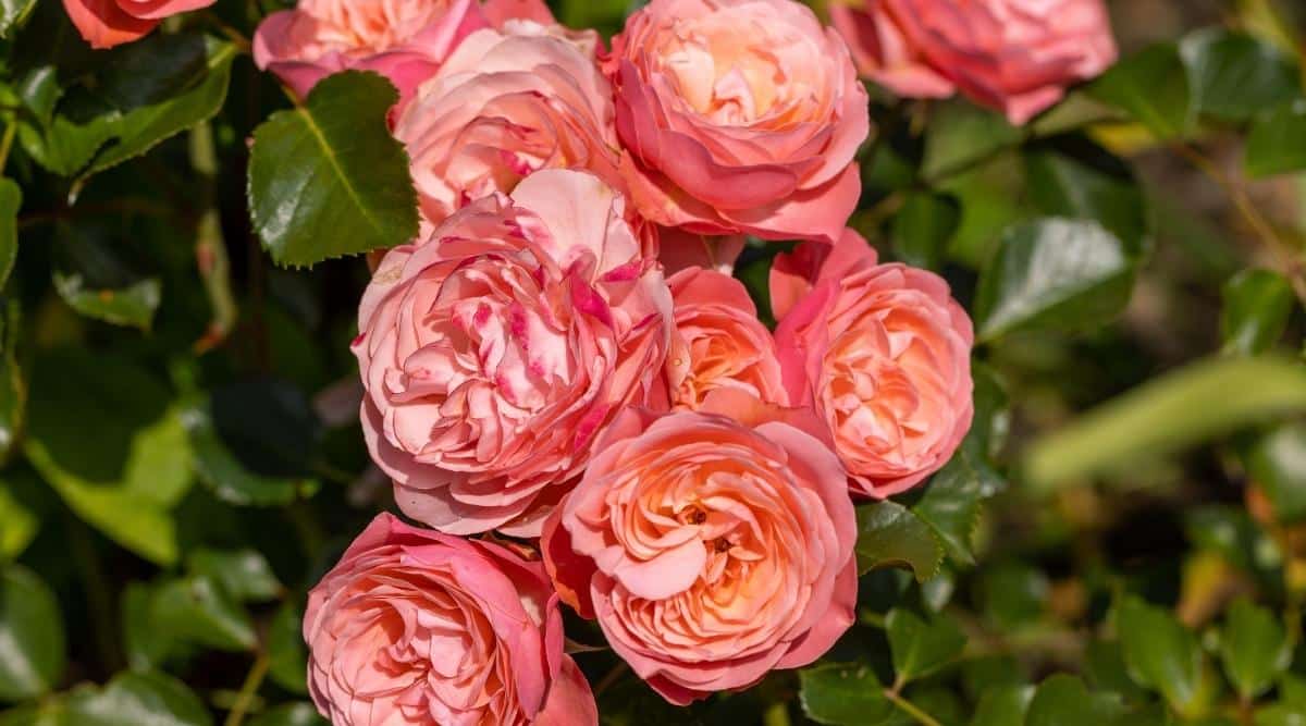 Flores rosas rosadas en un jardín soleado