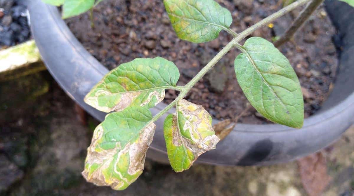 Enfermedad fúngica en las hojas de una planta de belladona