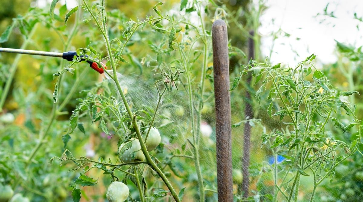 Rociar la planta de tomate con spray de pimienta de cayena casero
