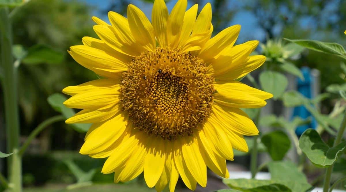 Primer plano de flor amarilla brillante en un día soleado
