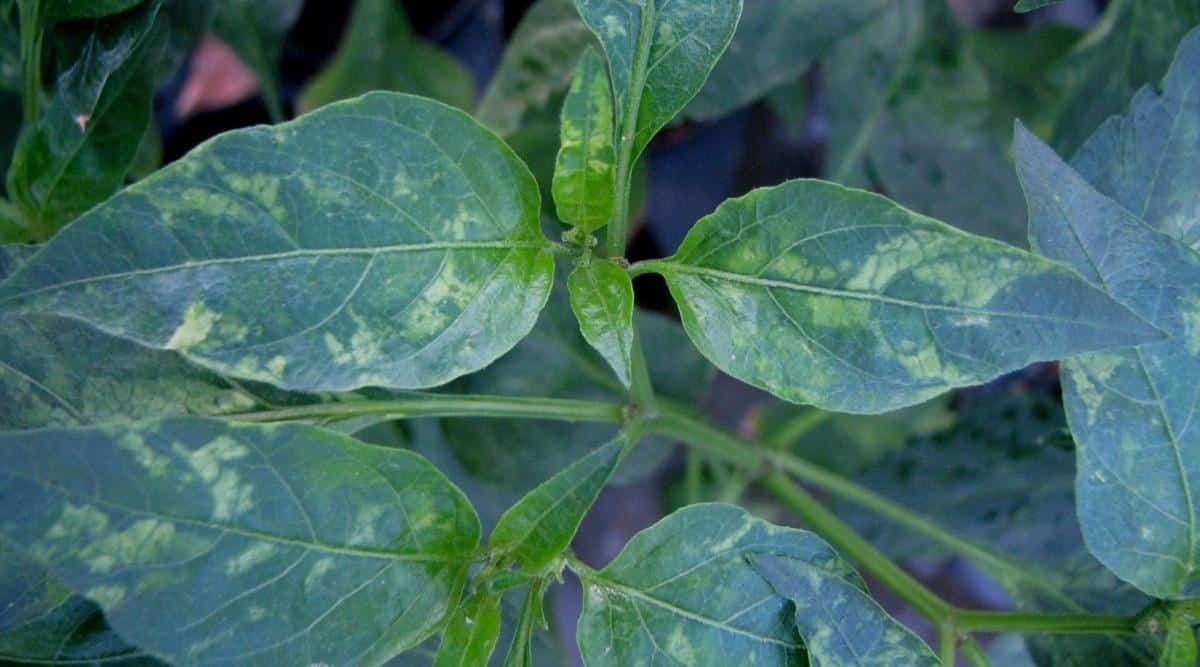Hojas de plantas vegetales con infección viral