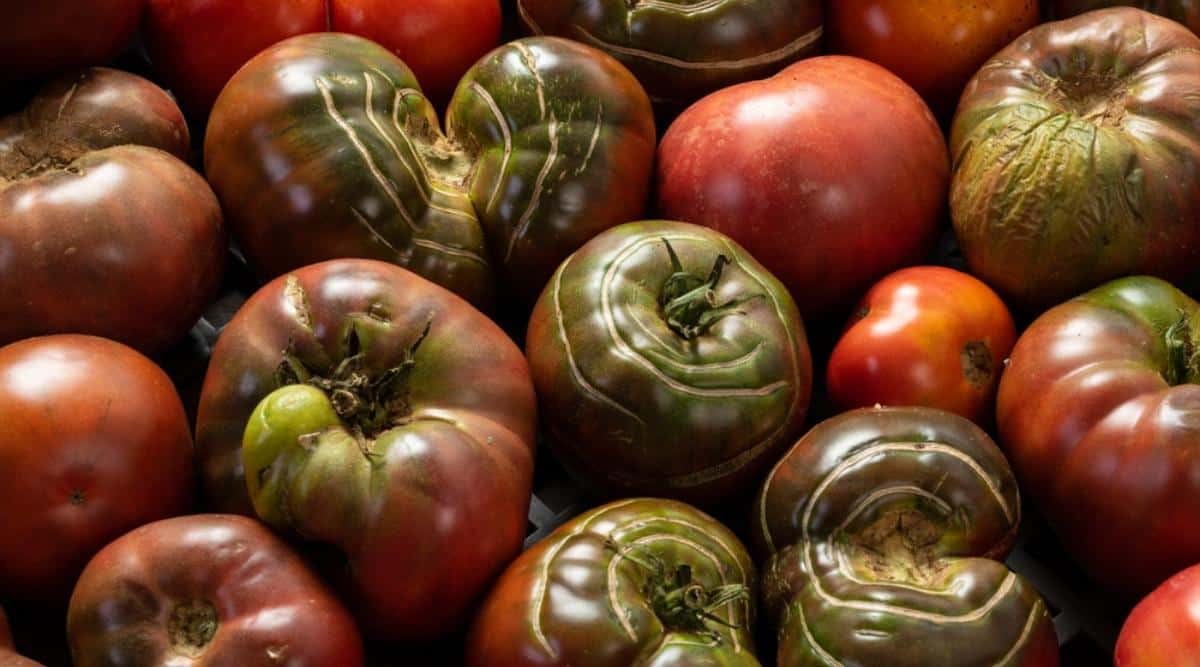 agrietamiento de los tomates