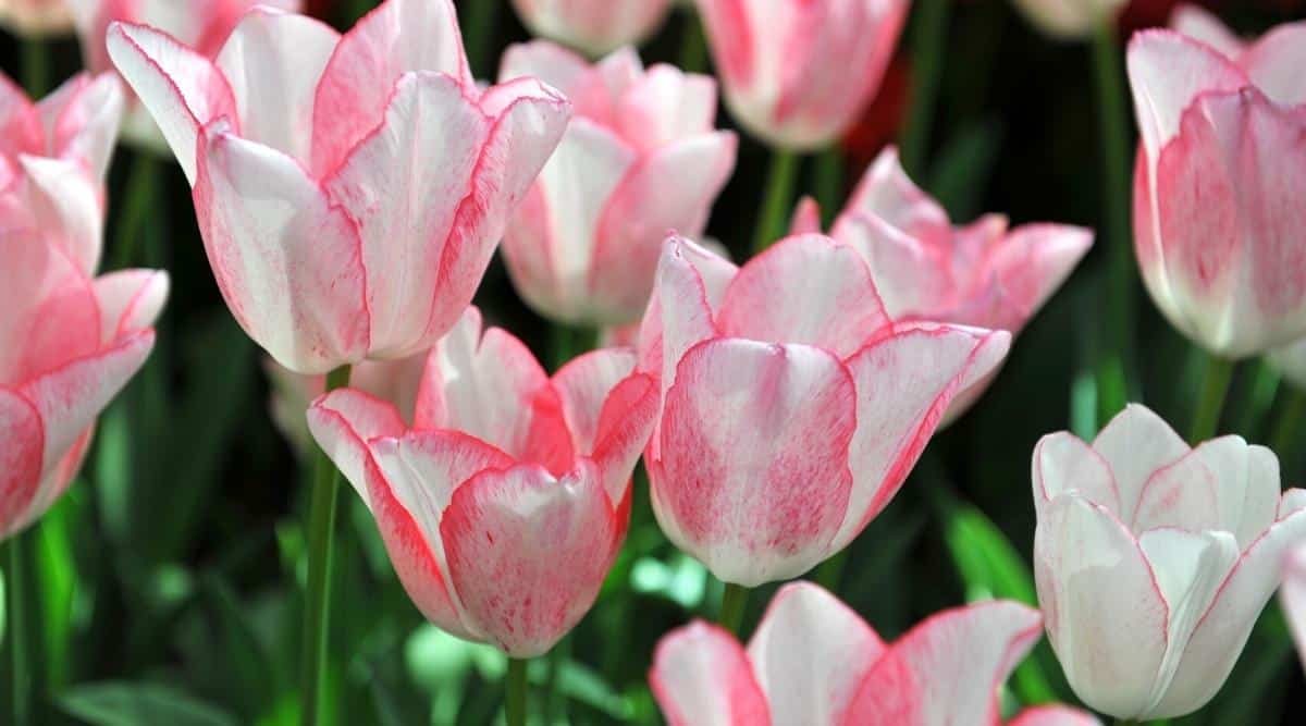 Tulipa Tendencia de belleza