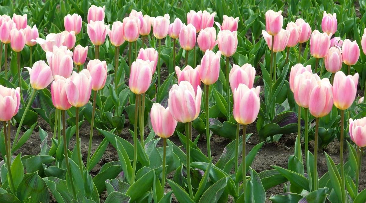 Tulipa 'Orgullo Real'