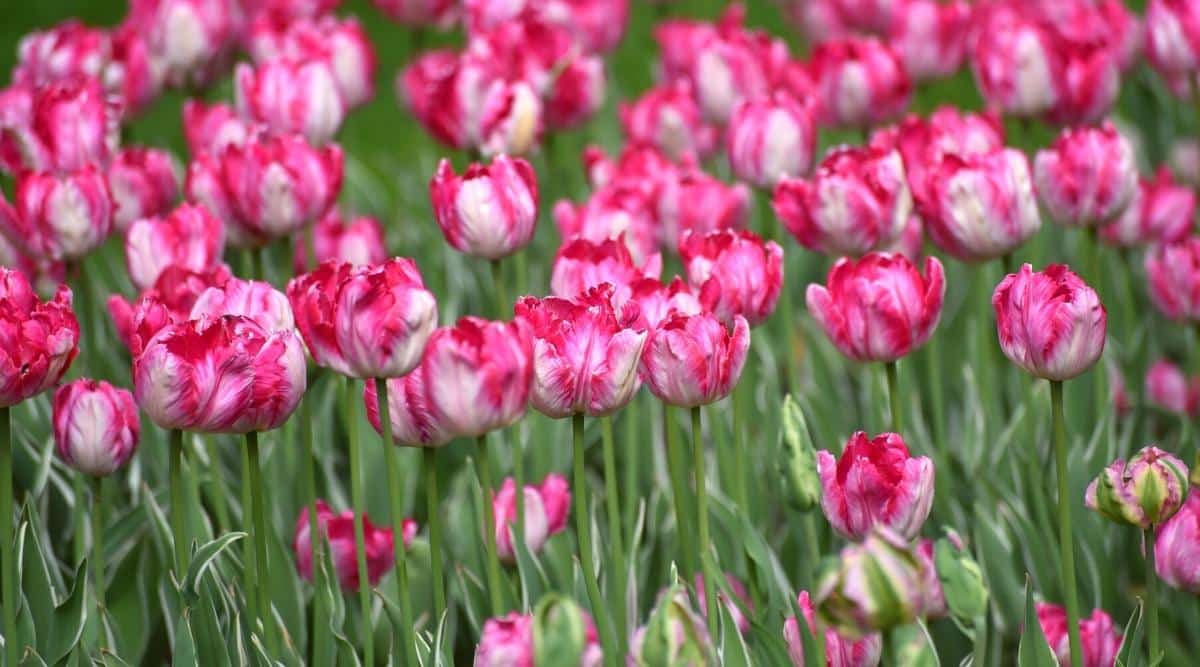 Tulipa 'Loro Plateado'