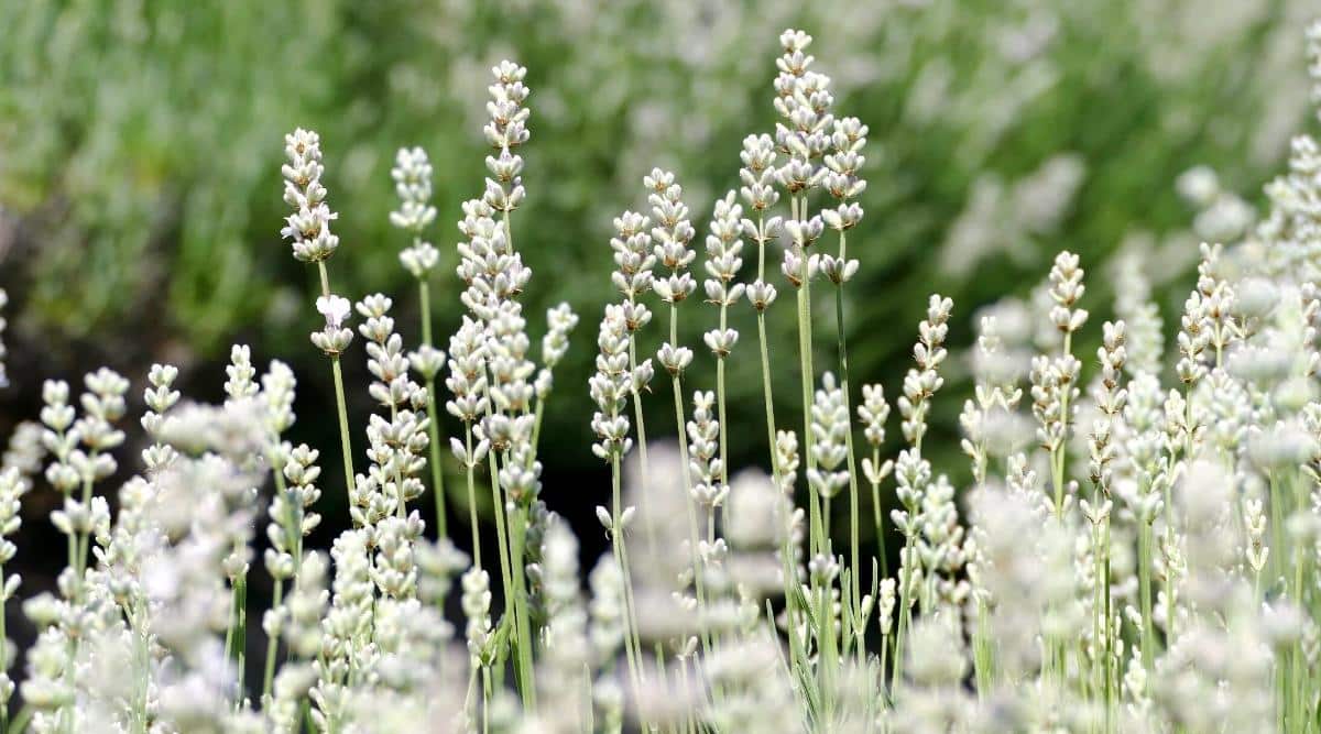 Planta con flores blancas en el jardín