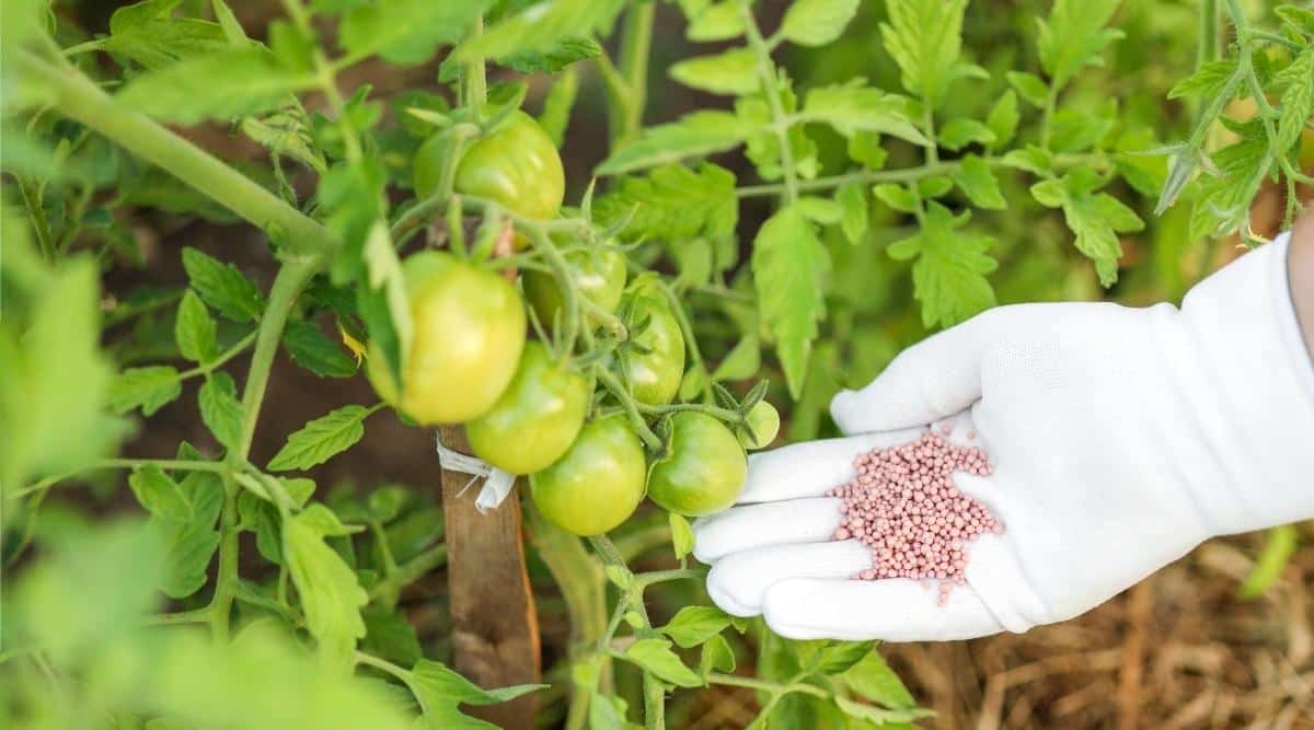 fertilizante quimico para tomates