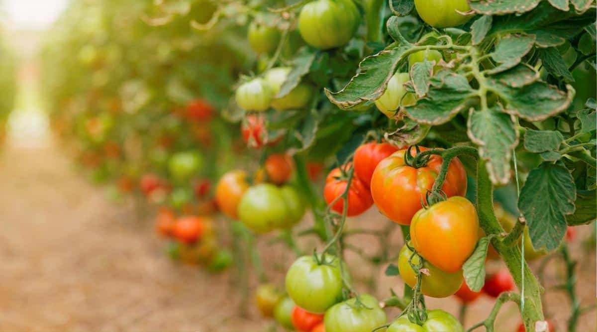 deliciosos tomates maduros verdes y rojos
