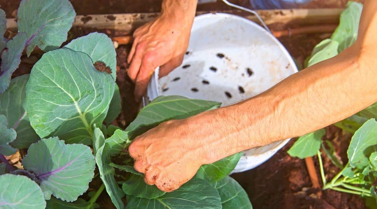 jardinero recogiendo orugas en un balde
