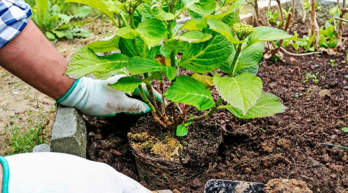 Jardinero plantando arbusto de hortensia en el suelo